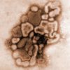 Grippe A H1N1 - Mesures de prudence