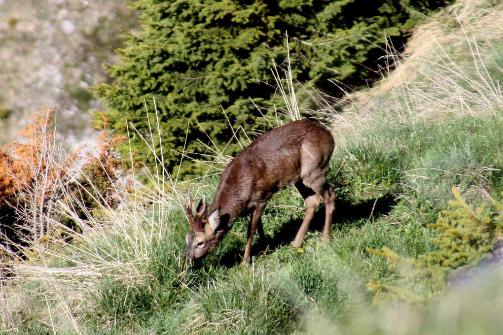 Faune de Tarentaise - Vanoise