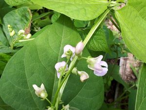 courges, patates, petits pois...