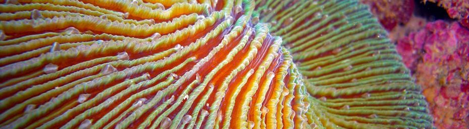 Corail champignon (Fungia sp) de l’océan Indien à Mayotte