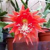 Epiphyllum Speciosus