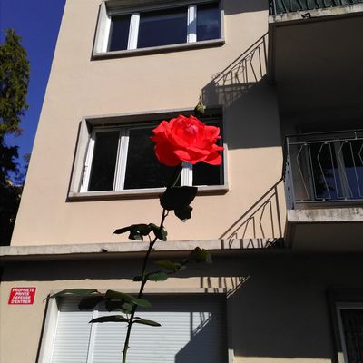 Une rose dans la ville... 