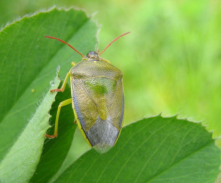 Album - Pentatomidae