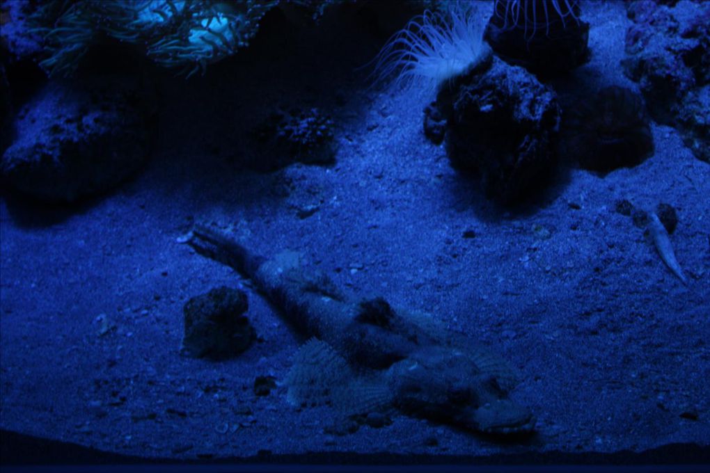 L'aquarium des Lagons de Nouméa. Un délice pour les yeux. Un pur émerveillement tous ces poissons colorés. Les coraux phosphorescents, un mystère envoutant. Une véritable évasion... 