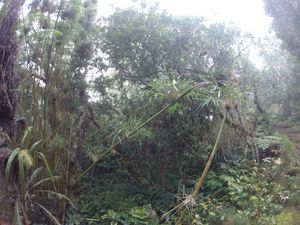 Tamarins des Hauts et bambou calumet : 2 espèces endémiques de l'île