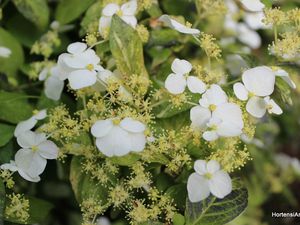 hydrangea scandens 'Variegata' un petit panaché très odorant, floraison précoce en mai , photos prises à Shamrock le  10 mai