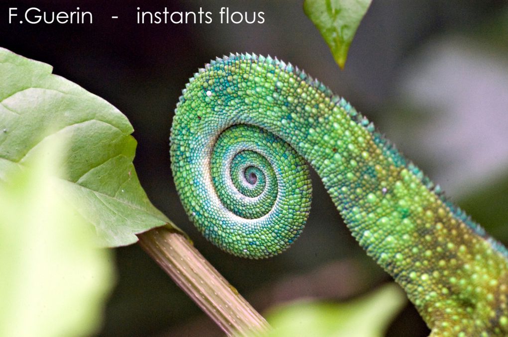 Photos du Caméléon panthère, Furcifer pardalis, espèce introduite à LA Réunion depuis Madagascar