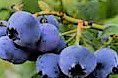 #Blueberry Wine Producers Minnesota Vineyards