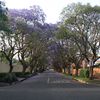 Jacarandas flamboyant bleu