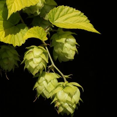 Cônes de houblon