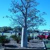 Le Baobab, l'arbre au tronc ventru et au bois mou gorge d'eau