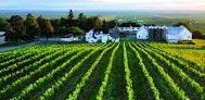 #Rose Seyval  Producers Quebec Vineyards Canada