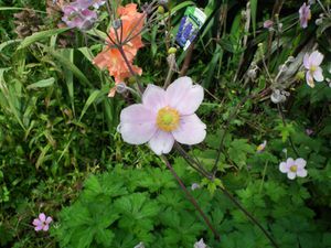 UN DAHLIA , UNE ANEMONE, UN AMARYLLIS ET UN FUCHSIA RETOMBANT