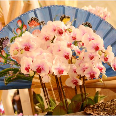 exposition orchidées 