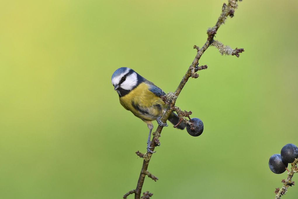 Mésange bleue.