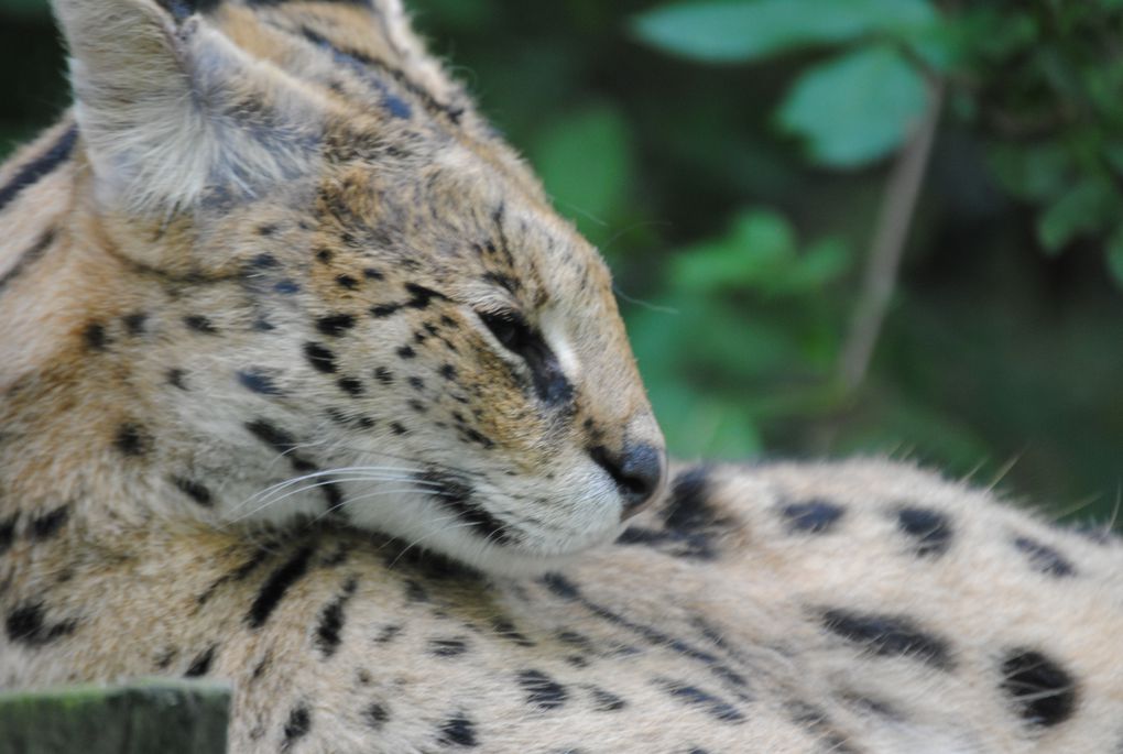 zoo de ST AIGNAN 
BEAUVAL