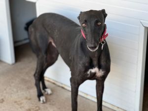 Levrier d'espagne galgo noir trauma