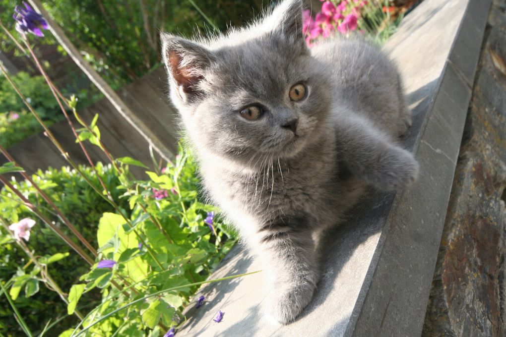 Photos de nos chatons de 2012.
Première portée : Falbala (Brtitish Shorthair)+ Dwayne (Highland Fold)