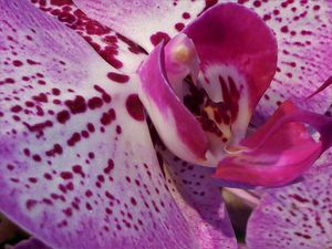 L'exposition et ateliers des orchidées à voir à Quimper aujourd'hui et demain