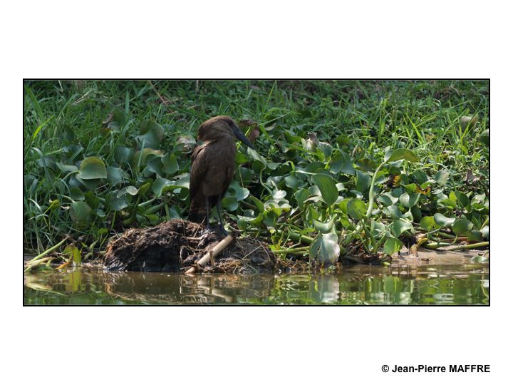 Situé dans le district de Kasese, à l’ouest du pays, le parc national Queen Elizabeth abrite pas moins de 90 espèces de mammifères dont une grande population d’éléphants.