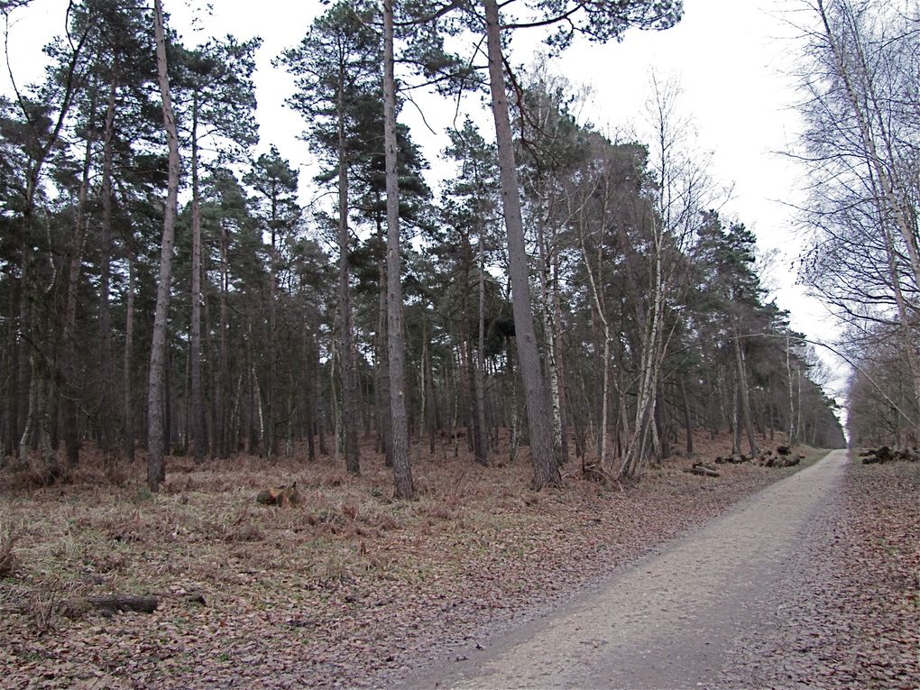 Tout chemin autour de chez moi et tout ce qui ressemble a un bois , une forêt , un étang ....... en Ile de France !