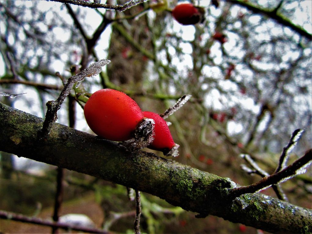 Nature hivernale...magnifique, j'adore.... 