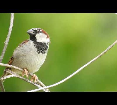 Oiseaux de juin au coeur de Malras (le film)