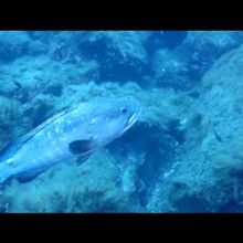 La Gabiniére Tombant EST ( VIDEO )