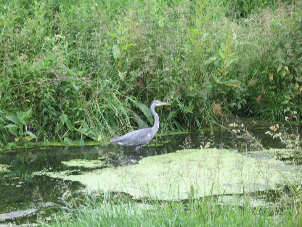 initiatives et réalisations en matière d'écologie urbaine