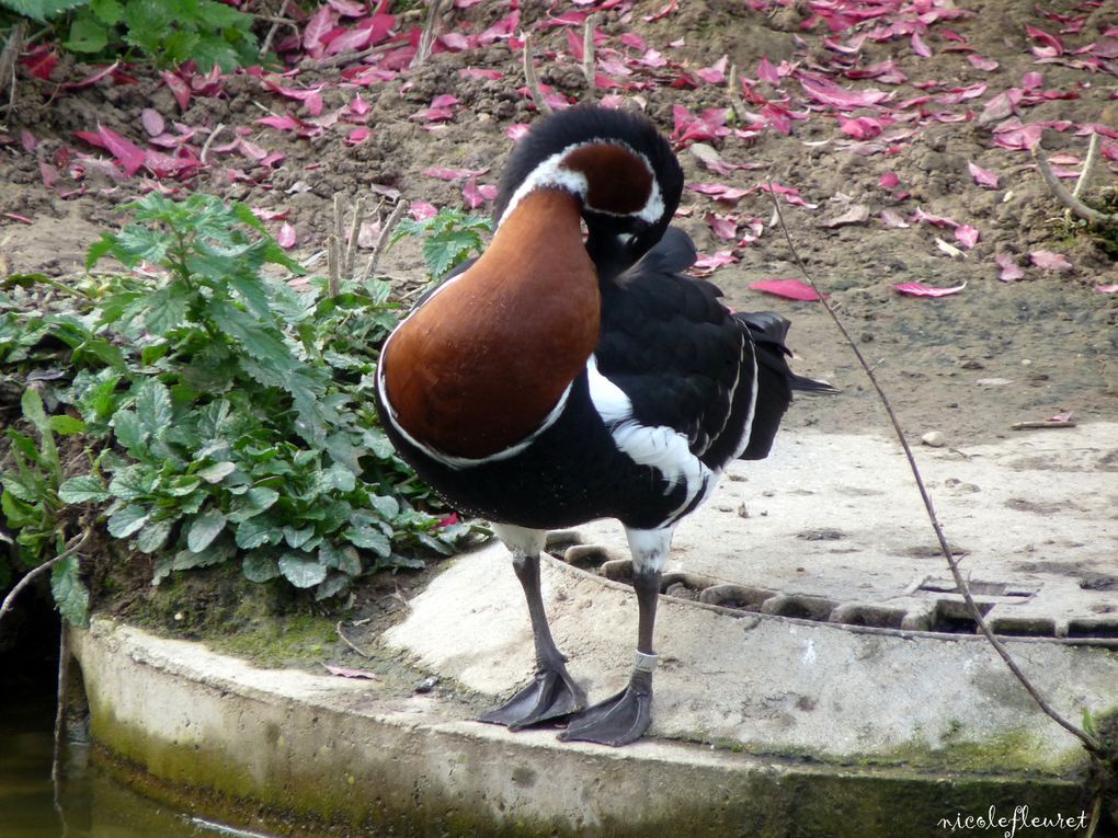 près de Lyon, une magnifique réserve d'oiseaux des 5 continents