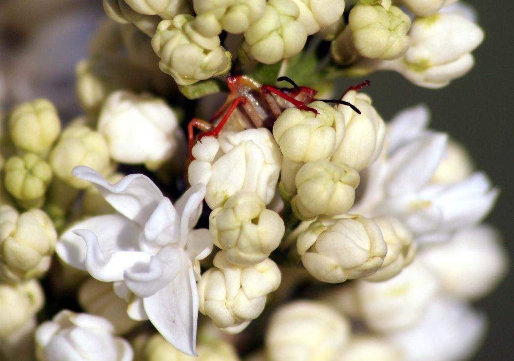 Album - Insectes-volants