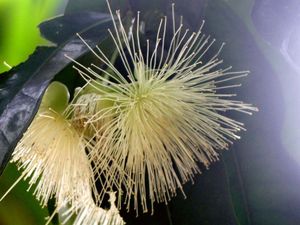 Fleurs du jour (21-09)