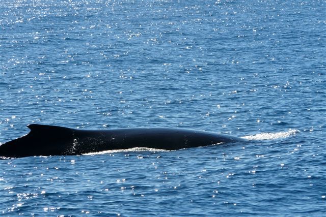 Un dimanche ensoleillé passé en compagnie de Fabien, Sophie, Linda, Stéphane et Salma ... à la rencontre des baleines.