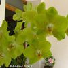 Mes phalaenopsis hybrides