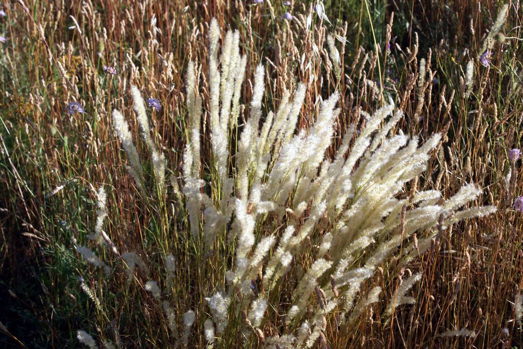 Photos diverses de fleurs et plantes de mon jardin, pour la plupart... en toutes saisons.