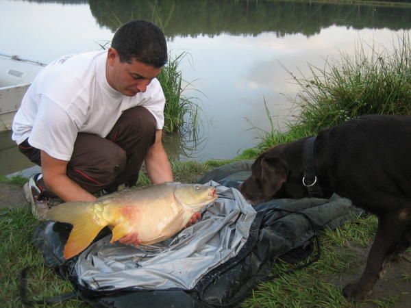 <p><strong>Voici quelques clich&eacute;s de notre session du mois de Juin 2007, sur le petit Etang ( &eacute;tang de Ch&acirc;teau Robert ).</strong></p>
<p><strong>En 6 jours, nous avons obtenus 104 d&eacute;parts ( ! ), captur&eacute;s 68 carpes. Une tr&egrave;s grosse majorit&eacute; se compose de poissons dont le poids est inf&eacute;rieur &agrave; 5 kg. </strong></p>
<p><strong>Nous avons captur&eacute;s quelques poissons entre 7 kg et 11 kg. En fin de session, une carpe miroir de 16 kg e