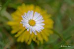 Marguerite sur soleil éclatant