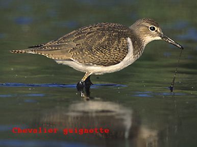 Lagunes Sorbier et Lagunasse