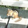 Chipmunk