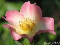 Strawberry Hill  -  Swerg  -  The Alexandra rose