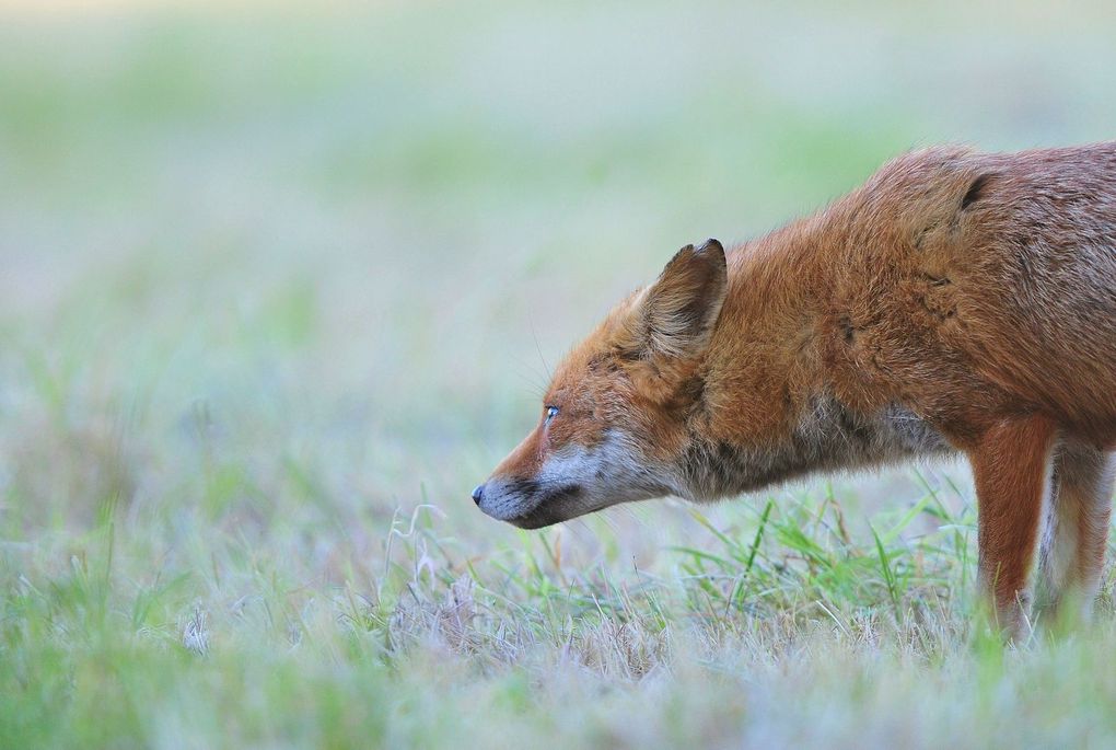 Renard roux (Vulpes vulpes).