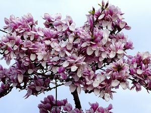 Fleurs de Magnolia dans mon village fin Mars...