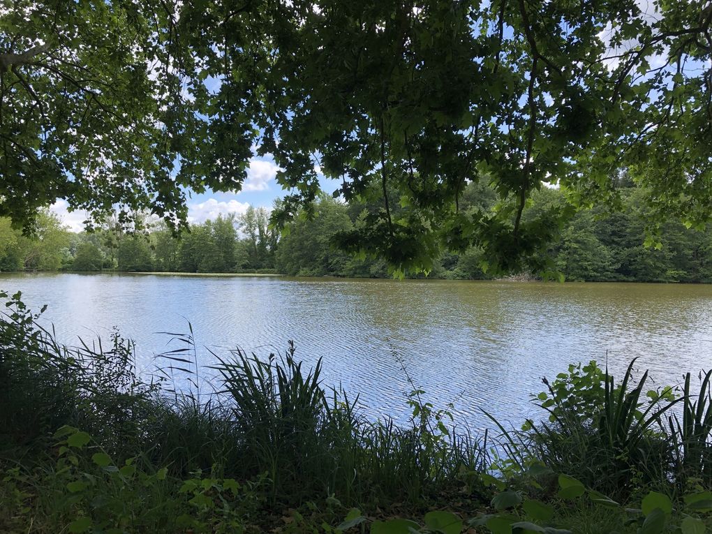 Randonnée « Post-confinement » dans la forêt d'Ermenonville. 14,8 km 2/2.