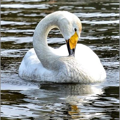 Les oiseaux - cygne