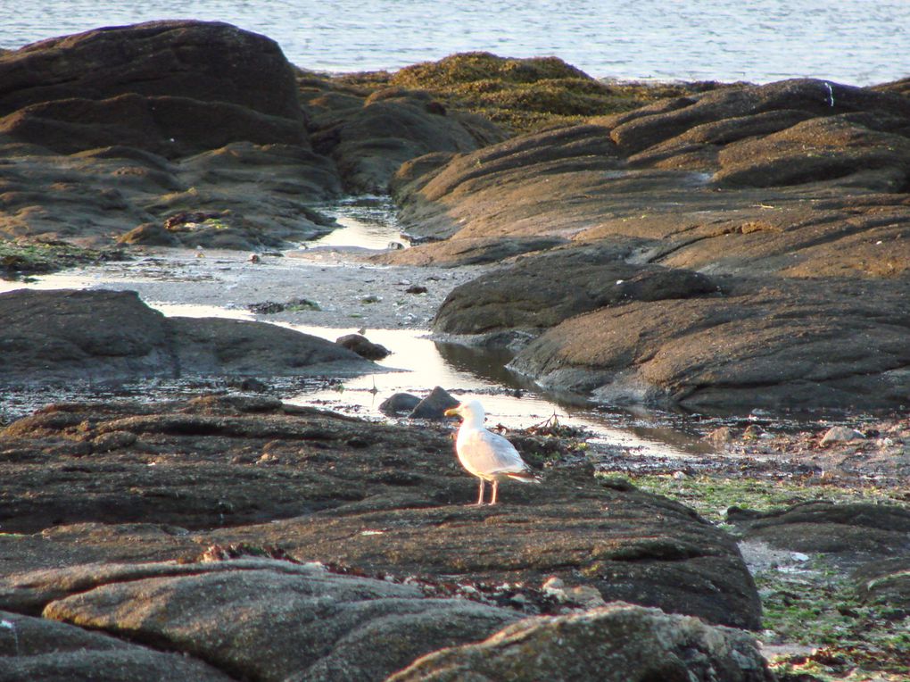 Photos du croisic, batz sur mer , le pardon de Ste Anne au Pouliguen, coucher soleil sur la côte sauvage..