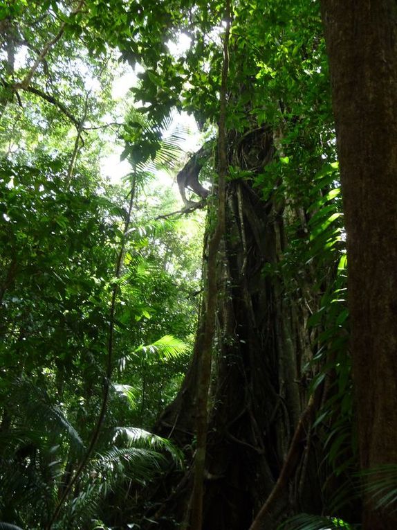 Où la forêt rencontre le récif...