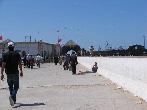 quelques 106 photos d'Essaouira, de son port, de ses mouettes et de ses chats plus ou moins mités