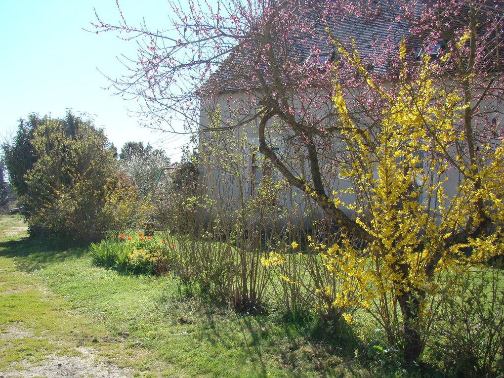 Gîte, ses fleurs et ses animaux (rencontres inattendues dans le jardin...Hérisson, Guêpiers, Huppe fasciée...))