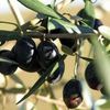 Découvrir les fleurs de Bach : l'olive