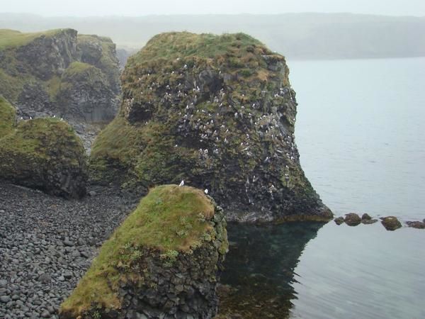 Faune sauvage et domestique et flore d'Islande.